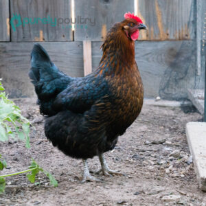 Black Sex Link Chicks - Purely Poultry