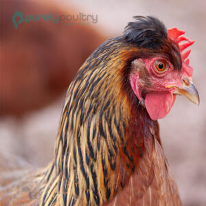 Olive Egger Chicks - Purely Poultry