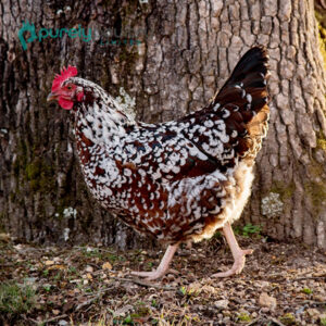 Speckled Sussex Chicks - Purely Poultry