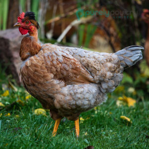 Turken Naked Neck Chicks - Purely Poultry