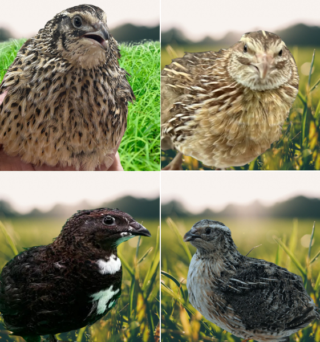 Hen’s Choice Coturnix Quail Hatching Eggs