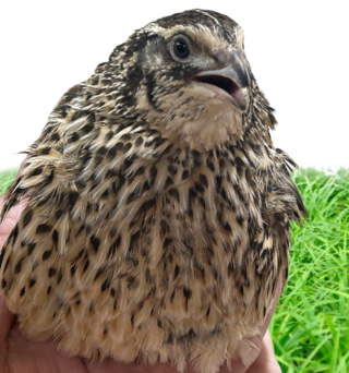 Jumbo Pharaoh Coturnix Quail Hatching Eggs