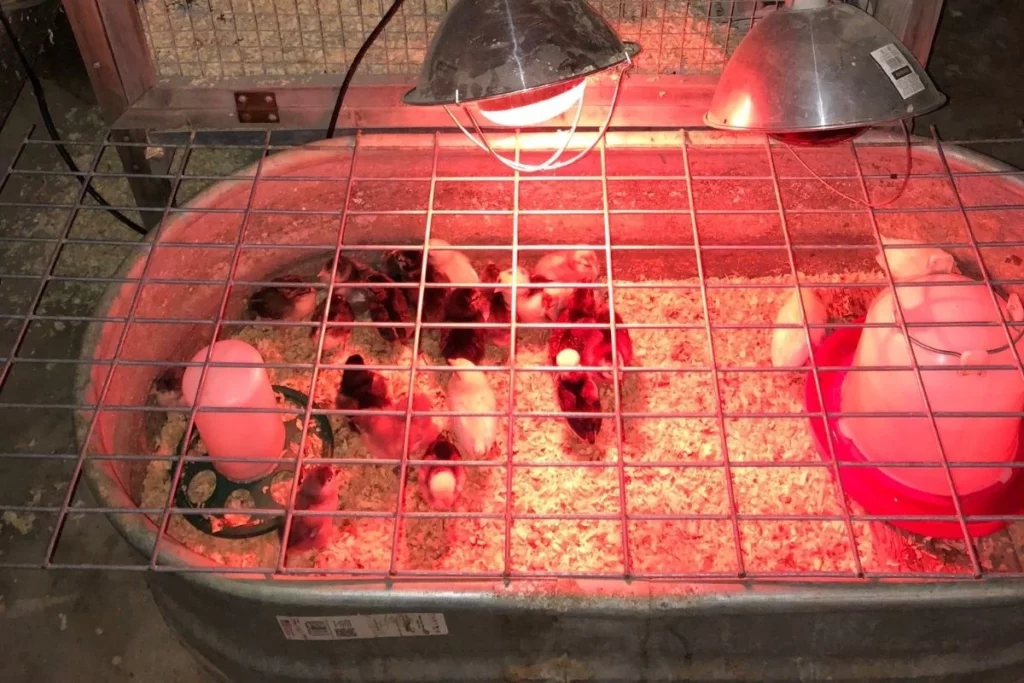 brooder for chicks is warm but ventilated and provides protection