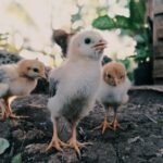 beginner's guide to raising chicks