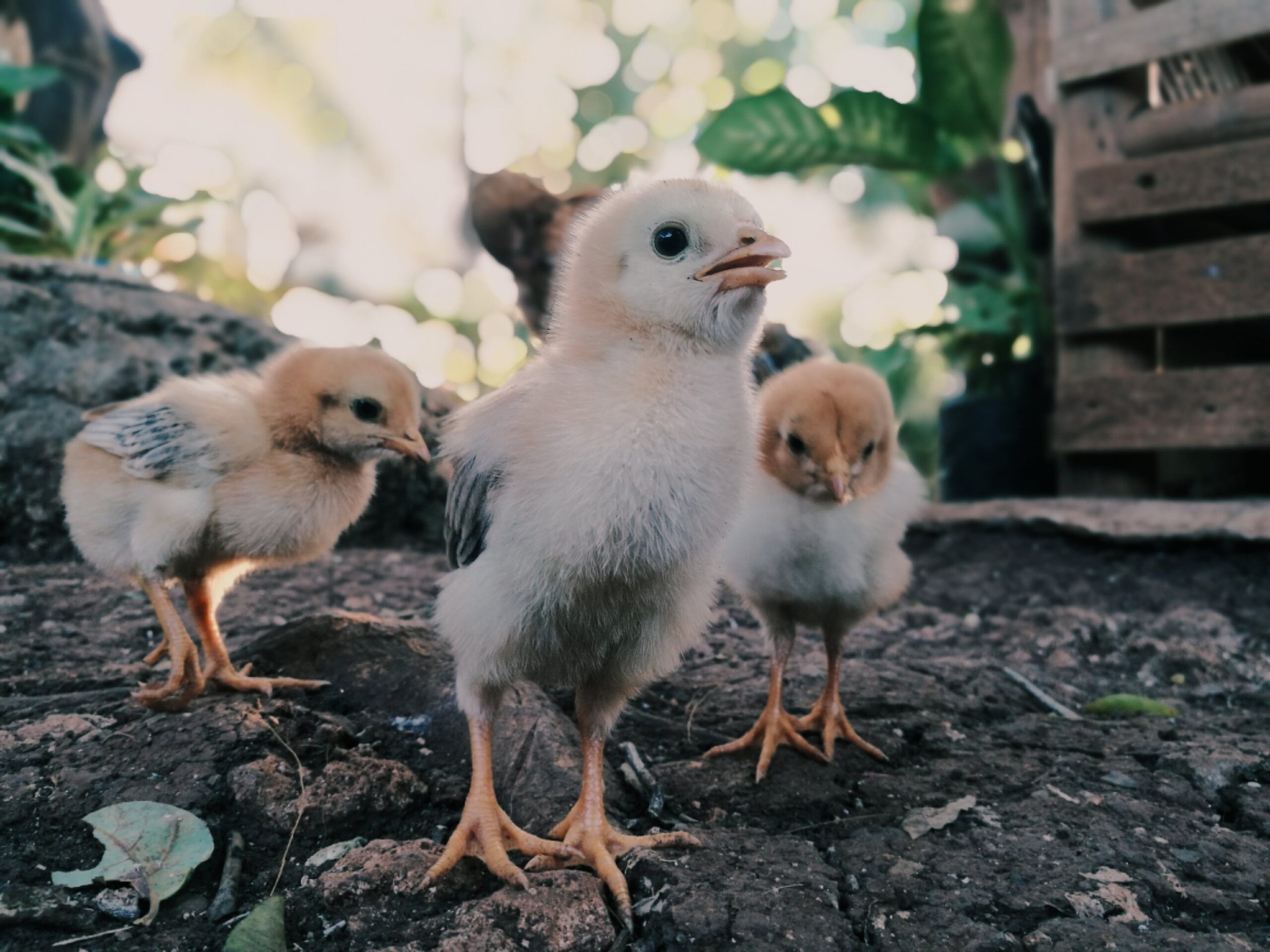 beginner's guide to raising chicks