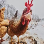 winter emergency prep checklist for your chicken coop